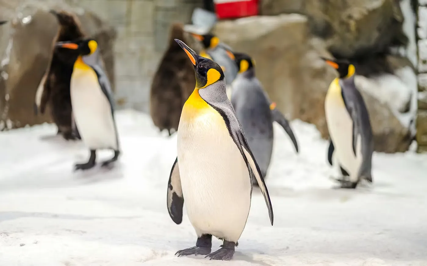 Ski Dubai Penguin Encounter — experience photo 2