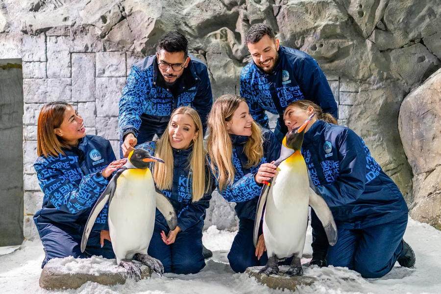 Ski Dubai Penguin Encounter
